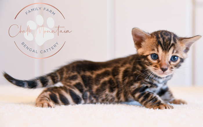 Bengal kitten for sale